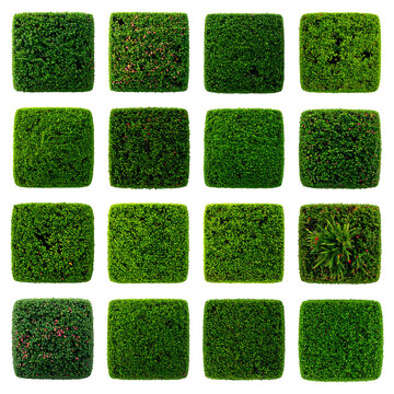 Sixteen square images of vibrant green foliage, variations in density and texture