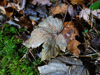 Detail view of falled leaves in the fall, showing veins and textures of their structure
