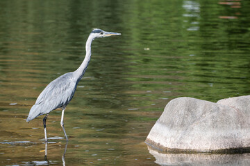 Grey or silver heron in a pond waiting for a prey