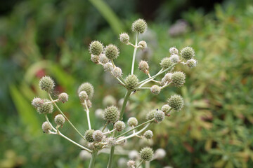 White ornamental sea holly flowers in close up