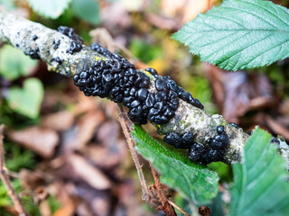 Close up of black larva on a tree, probably larva of a brown marmorated stink bug, Halyomorpha halys