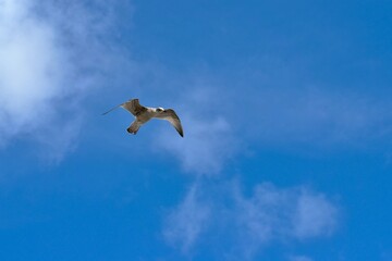 Seagull in the sky, Brighton, UK