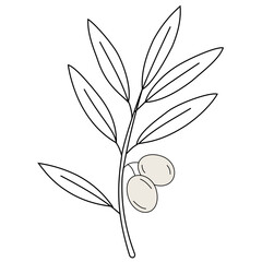 Olive Branch Vector Natural Packaging Illustration Line Art Botanical Premium Cosmetic Design Element Mediterranean Food Icon Organic Branding Graphic