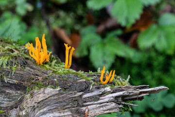 Yellow Hericium erinaceus, lion's mane, yamabushitake, bearded tooth fungus, or bearded hedgehog mushrooms on a tree trunk