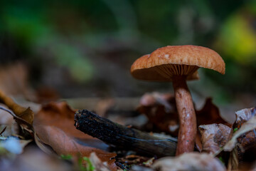 Pilz in einem Wald, umgeben von herbstlichen Blättern und Holzstücken
