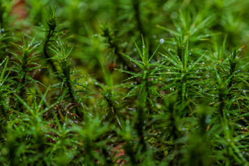 Moos im Wald nach dem Regen mit vielen Wassertropfen auf den grünen Blättern