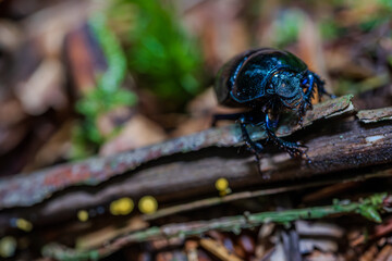 Ein glänzender Waldmistkäfer krabbelt über einen Ast im Wald während des Tages im Frühling © Joachim