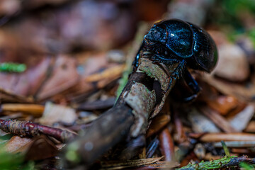Schwarzer Käfer krabbelt über einen kleinen Ast im Wald während des Tages © Joachim