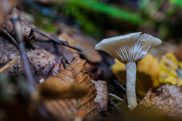 Gehämmerter Pilz wächst zwischen buntem Laub im Wald während des Herbstes