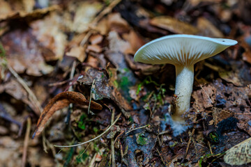 Pilz wächst auf dem Waldboden im Herbst zwischen trockenem Laub und Bodenorganismen