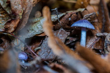 Zarte Pilze wachsen zwischen buntem Laub im Wald während der Herbstsaison