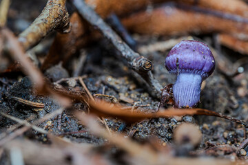 Violetter Lacktrichterling wächst im Waldboden zwischen Ästen und trockenem Laub