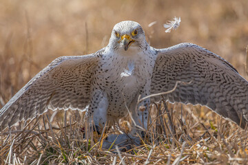 Gyr/peregrine hybrid at a falconry 