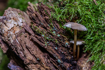 Makroaufnahme von Pilzen, die auf einem Baumstamm in einem feuchten Wald wachsen