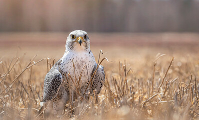 Gyr/peregrine hybrid at a falconry 
