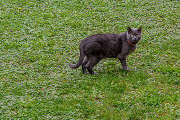 Fototapeta premium Graue Katze erkundet den Garten an einem bewölkten Tag im Herbst