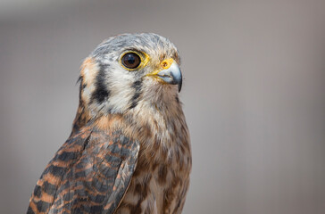 Kestrel 