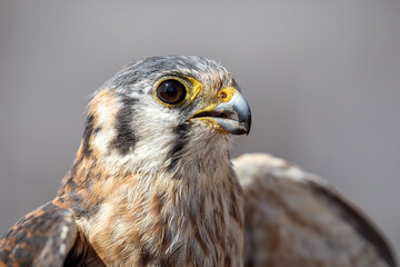 Kestrel 