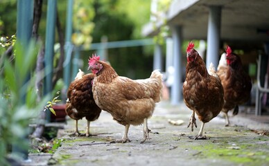 Domestic Loman Brown hens walking with focused gaze and raised leg in a colorful autumn scene. Selective focus captures the vivid fall atmosphere.