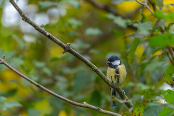 Obraz premium A colorful bird sits quietly on a branch amid blurred green and yellow foliage. Its soft feathers contrast beautifully with the background.