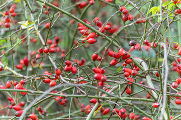 Obraz premium Dense rose hip branches filled with red fruits form a colorful pattern. The image captures the richness of late autumn nature.