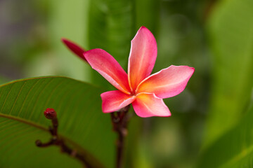 




Beautiful Plumeria, Frangipani flowers with Plumeria, Frangipani seed pods!

