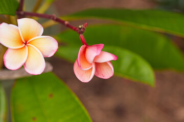 




Beautiful Plumeria, Frangipani flowers with Plumeria, Frangipani seed pods!

