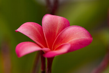 




Beautiful Plumeria, Frangipani flowers with Plumeria, Frangipani seed pods!

