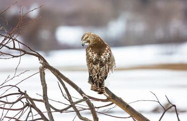 Red tailed hawk 