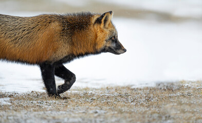 Red fox