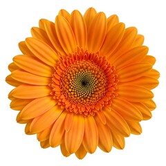 Radiant Orange Gerbera Daisy - A Vibrant Floral Close-Up.