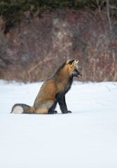 Red fox