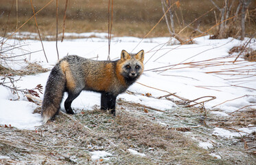 Red fox