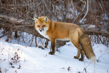 Red fox