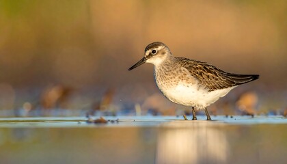 A small, brown and white wading bird stands in shallow water, reflecting the blurry, warm tones of a natural setting. The bird faces slightly downwards