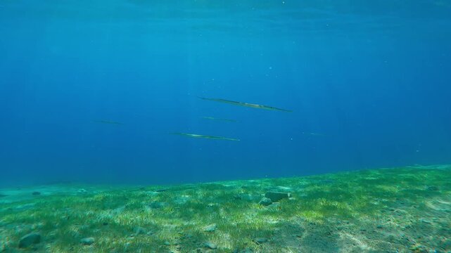 Group of Flutemouth fish swim over sandy-stony seabed covered with green sea grass of blue water on bright, sunny day. School of Bluespotted Cornetfish or Smooth Flutemouth (Fistularia commersonii)