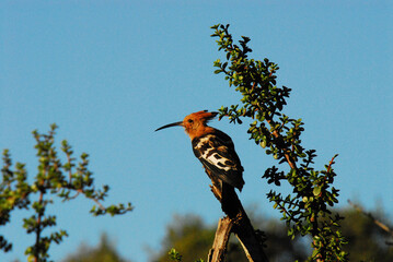 birds-africa-close-up-wild-colorful-exotic-african-hoopoe-perched-against-blue-sky