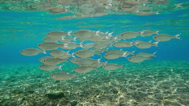 Group of Flagtail swim over sandy-stoned seabed sparkling in sunlight, against blue water with school of Atherina. Striped flagfish or Five-stripped Flagfish (Kuhlia mugil)