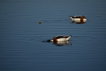 Two common shelducks (Tadorna tadorna) foraging underwater at Albufera Natural Park, Mallorca Their...