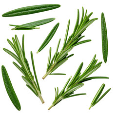 Isolated sprigs and leaves of green aromatic herb on a black background
