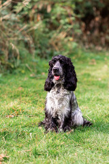 Fototapeta premium Energetic English Cocker Spaniel Running on Grass