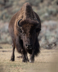 american bison in yellowstone