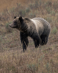 Grizzly Bear in Wyoming
