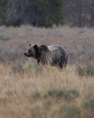 Grizzly bear in a field