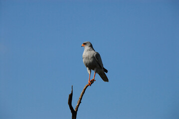 birds-africa-close-up-beautiful-wild-goshawk-perched-high-against-clear-blue-sky