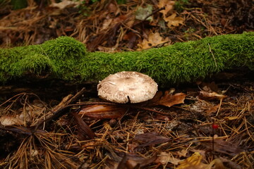 mushroom on the moss
