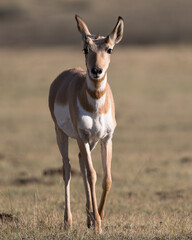 Pronghorn in the wild.