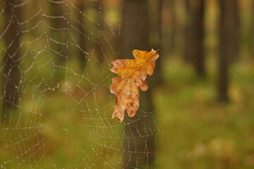 leaf web in the morning