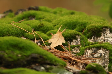 moss on a tree