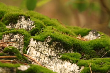 green moss on a tree